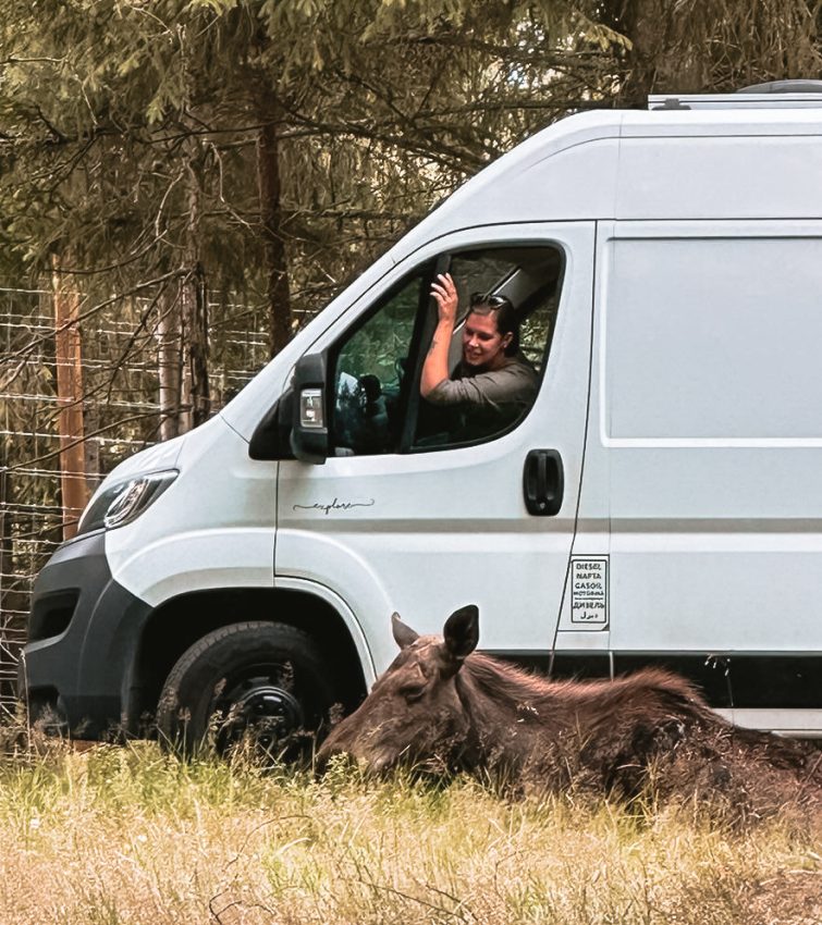 Elch Safari Elch Safari